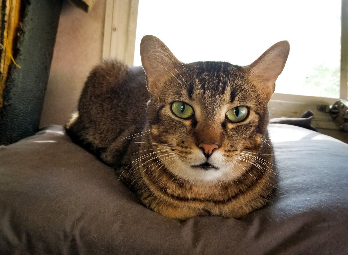 BrucetheBatCat's tweet photo. Just loafing out watching NBA playoffs with my buddy Nick (@CagetheDarkness) 😺🏀🏆 https://t.co/FiLCnryKzP