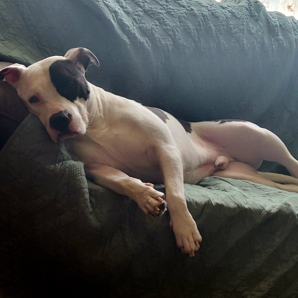 amandaswank85's tweet photo. Just vegging out โค๐ถโค #oliver #mylove #myeverything #myfurbaby #pitbull #animalsarebetterthanpeople #mylove #myboy #myfriend #myprotector #bestfriend #bouncybooty #myking #handsomedevil #thatbooty #sweetboy #gentleman #sweetheart #kindsoul #bestdogever #cutie #cutiepie https://t.co/H79mcyuM2E