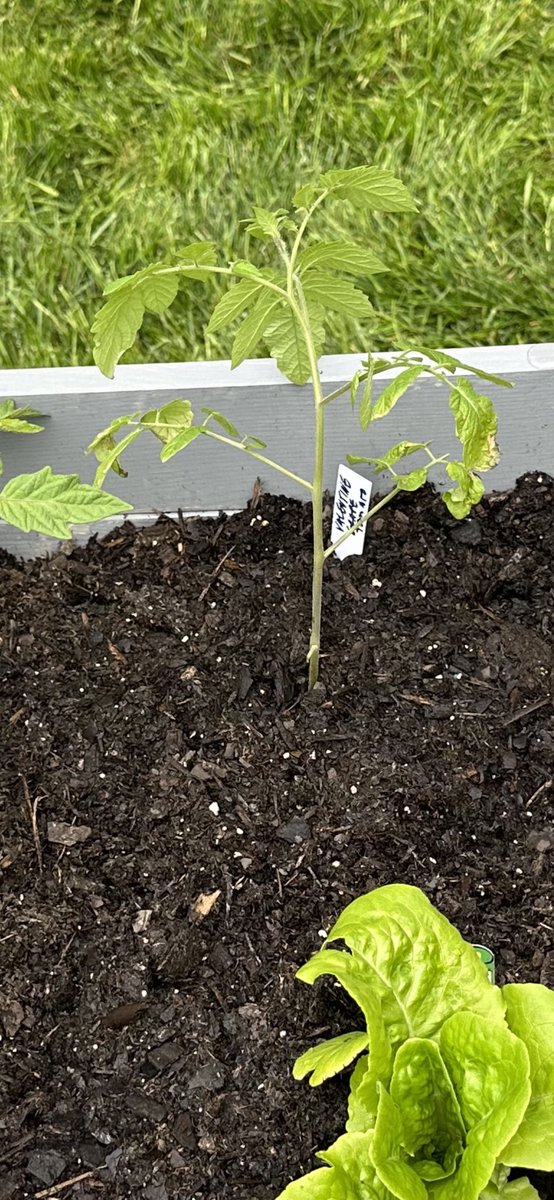 machong1's tweet photo. @LauraMeierD5 @StarMedCare @MikeEstramonte Planted my tomato plant from today 🍅thank you @StarMedCare @MikeEstramonte and Nicole Burnette https://t.co/qkdl3GAuH0