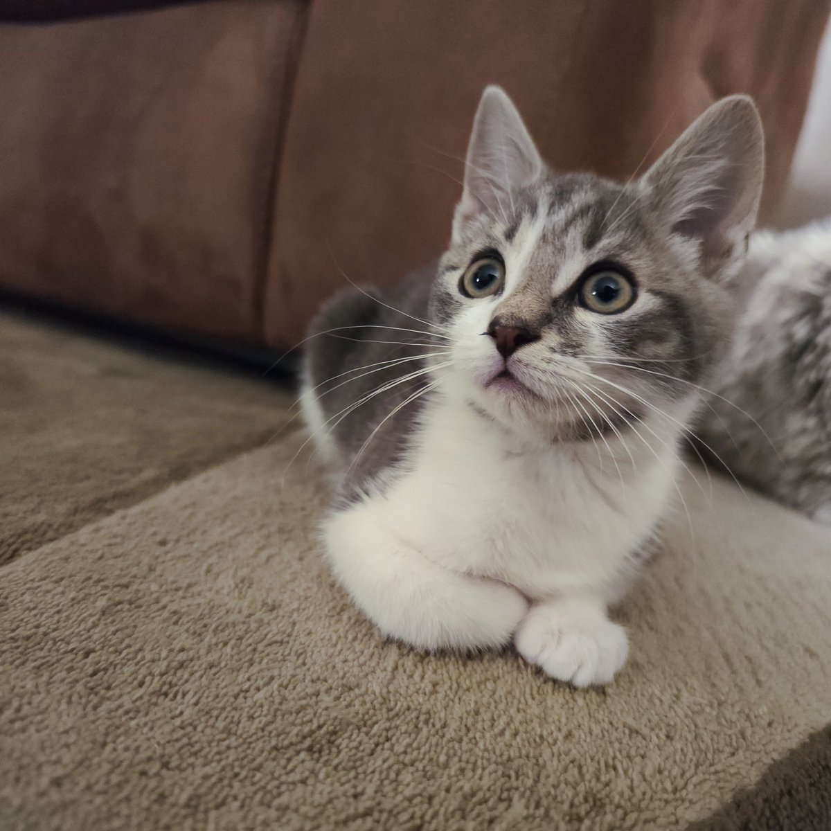 RJSissons's tweet photo. @Foster_Fluff #Poppy Hello from England Poppy #Caturday #Kittens https://t.co/hq1GwzZ6vH