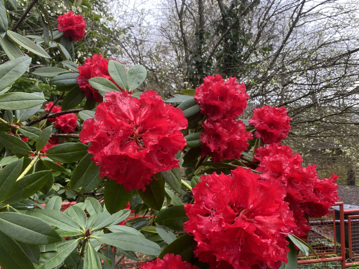 RogerCrookes's tweet photo. Lots of colour and perfume in the school garden to welcome classes back next week @Ysgoltycoch https://t.co/bw06HaeiEi