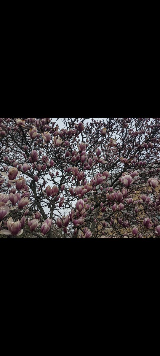 Emily Volpe tweet media