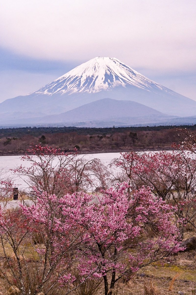 おはようございます(*´▽｀*)ﾉ))🗻 富士山には 桜が似合う･･･🥰