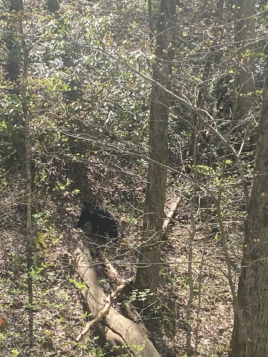 SNUCM's tweet photo. Pigeon Forge #easter #2023 #pigeonforge #Tennessee @DPS518 https://t.co/DKoSqxV46T