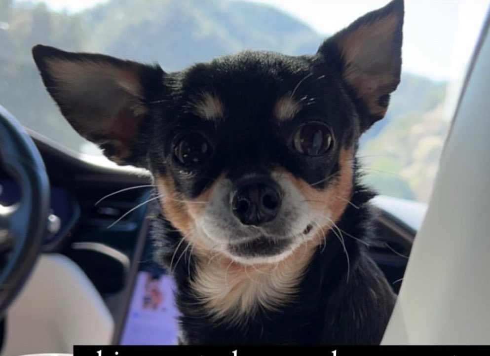 Please Retweet! We need your help! My friend Ava’s Kolker’s dog PEANUT is missing! She went missing Fri at 2:30 pm @ the Tesla chargers in Indio off Jackson St & 42nd St on the way to #COACHELLA She’s a 3lb chihuahua mix & was seen jumping into the wrong car, a red tesla. HELP!