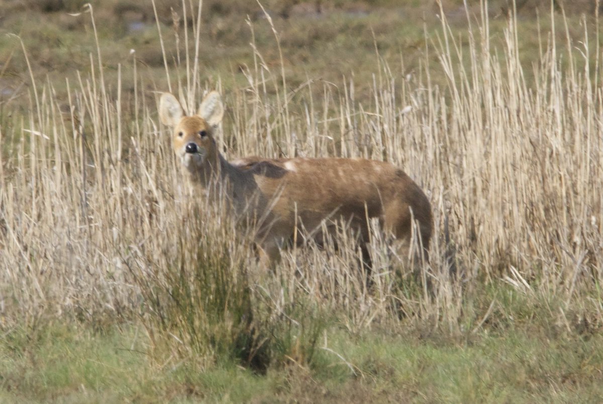 Saw my first ever Chinese water deer today, at RSPB Titchwell Marsh. 

What a place! Bird pics to follow… 😍 

#WildlifeWednesday #YesIKnowItsNotWednesday