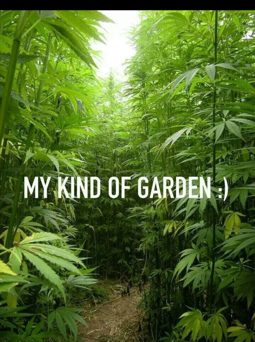 daviddinenberg's tweet photo. Nothing like a beautiful spring day! Go out &amp; enjoy &amp; maybe plant some plants for later. #Cannabis #LegalizeIt #CannabisCommunity #Mmemberville https://t.co/0hwe7OVZe6