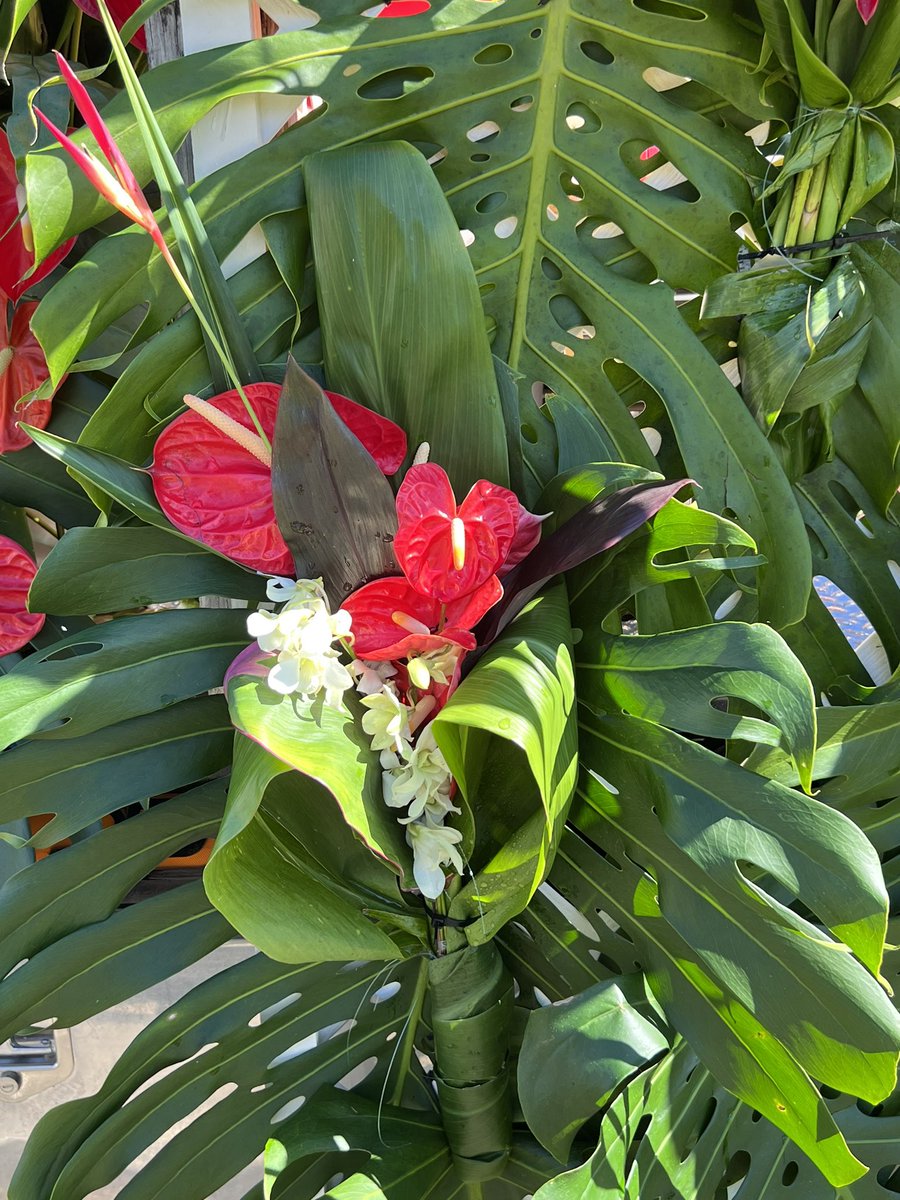 toniynormand's tweet image. Greetings from beautiful Hilo Hawaii. Will be enjoying the Merrie Monarch parade this morning. #MerrieMonarch