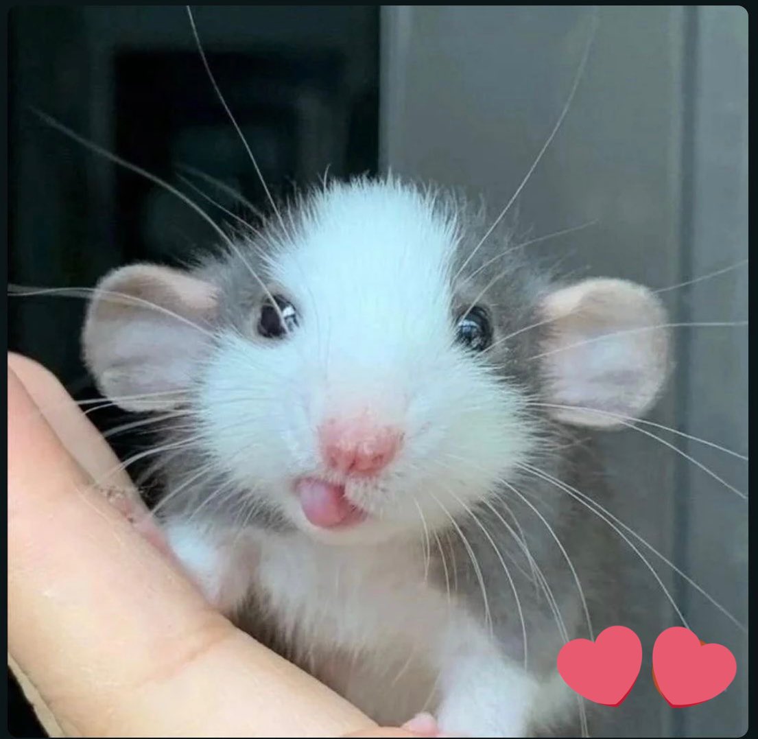 cssaara's tweet image. hii looking for girls to play faceit with, i&apos;m lv 5 :)&amp;lt;3 dm me!! #CSGO