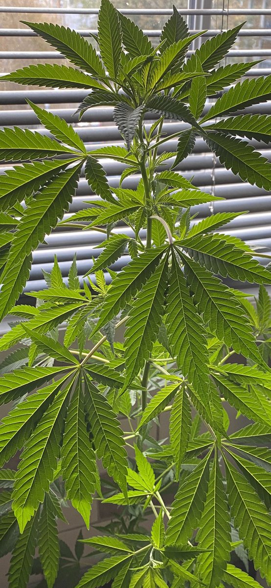 St3v3_H0ckley's tweet photo. @Confidence101 #keepblazing
#stayamazing https://t.co/NTG4OVJAhJ