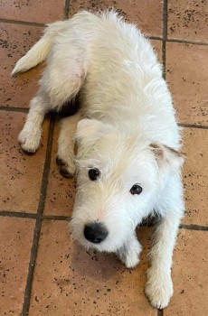 millypod1's tweet photo. π12 APR 2023 #Lost #ScanMe
REGGIE White Terrier Cross Male
WILFRED Brindle Whippet Male
Wick Lane #Lympsham #WestonSuperMare #Somerset #BS24
https://t.co/LS7OTckoWm
https://t.co/agnjnt1hrs https://t.co/uskuUFeJFn
