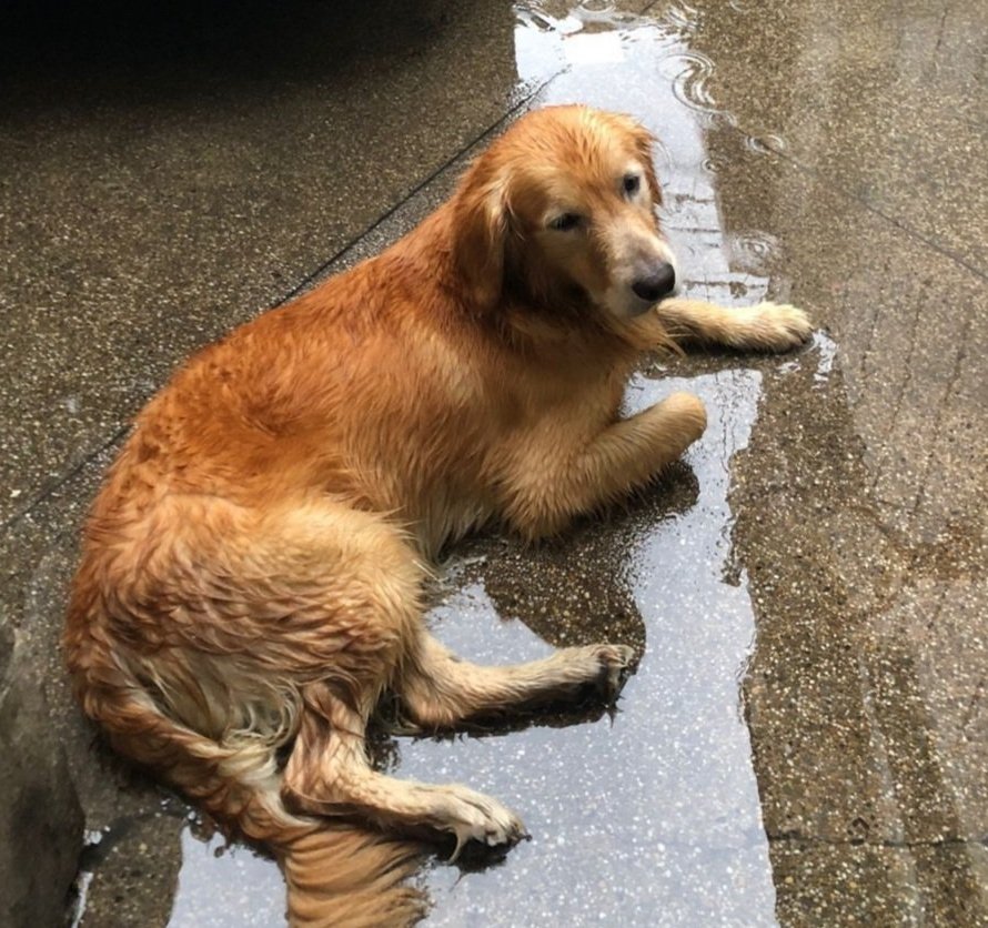 AlertaMePerdi's tweet photo. #ENCONTRADO #GUAYAQUIL
Fecha: 13/04/23
Sector: Norte, Urdesa Central por el Montesori.
Sexo: Macho.
Raza: Golden Retriever.
Obsv.: Pelaje color café y nariz negra.
Contacto: 0997257921
¡Ayúdalo a volver con su familia!
#AlertaMePerdí https://t.co/7pKT4kk21X