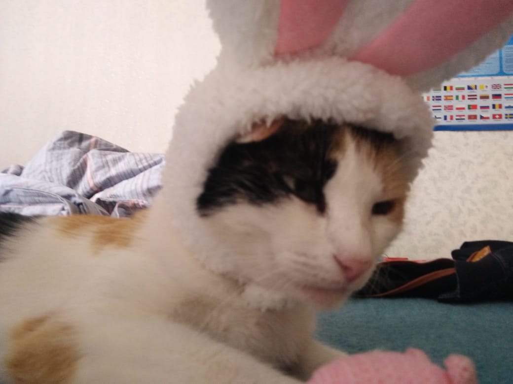_Yumy_chan_'s tweet photo. У меня есть личный пасхальный кролик😎😎😎 https://t.co/xoPP11O2UY
