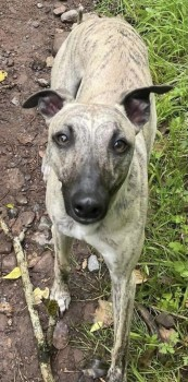 millypod1's tweet photo. π12 APR 2023 #Lost #ScanMe
REGGIE White Terrier Cross Male
WILFRED Brindle Whippet Male
Wick Lane #Lympsham #WestonSuperMare #Somerset #BS24
https://t.co/LS7OTckoWm
https://t.co/agnjnt1hrs https://t.co/uskuUFeJFn
