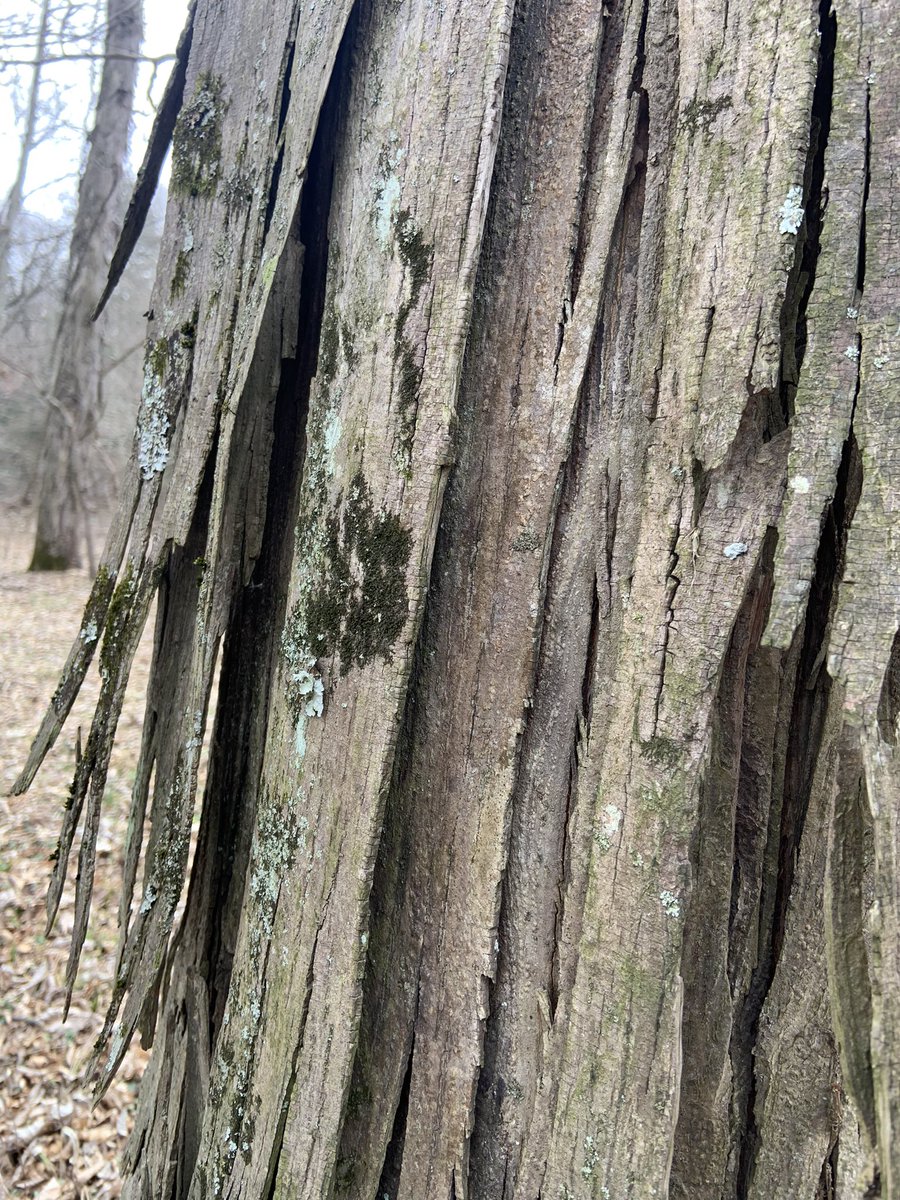 CanyonCoyote1's tweet image. Shaggy

#hickory #tree #NaturePhotography #photo
