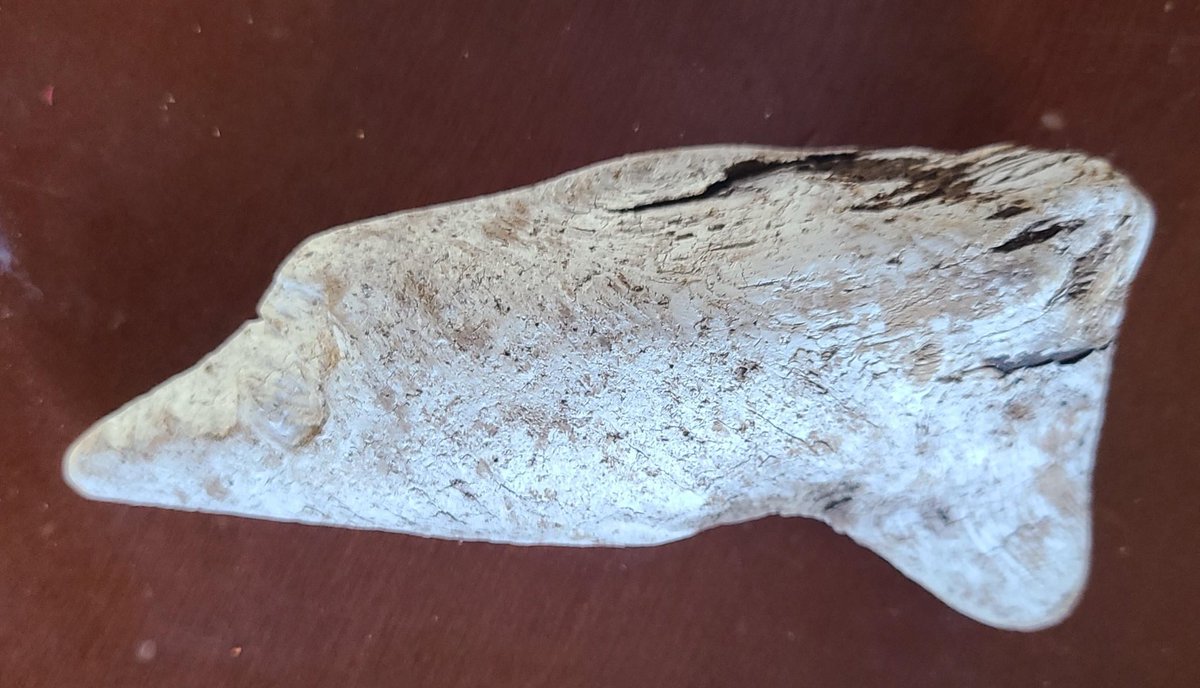 RusticSailor's tweet image. Absolutely love this gorgeous piece of aged driftwood that @RealScottMealey sent me. He found this on the beach during one of his first days filming and wanted me to have it. It generally doesn’t leave my den, but I had to carry it with me today given the release of the trailer…