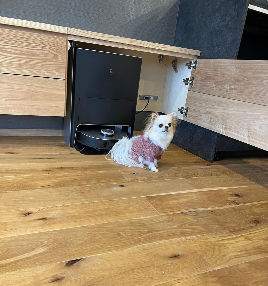 EcovacsUS's tweet image. We all know how hard it is to get a chihuahua&apos;s approval. We don&apos;t want to brag, but... we got it.

.

#ecovacs #ecovacsrobotics #roboticsforall #deebot #x1omni #vacuummop #roboticvacuum #roboticmop #vacuumandmop #smarthome #smarthomeaccessories #smarthomegadgets #smartcleaning