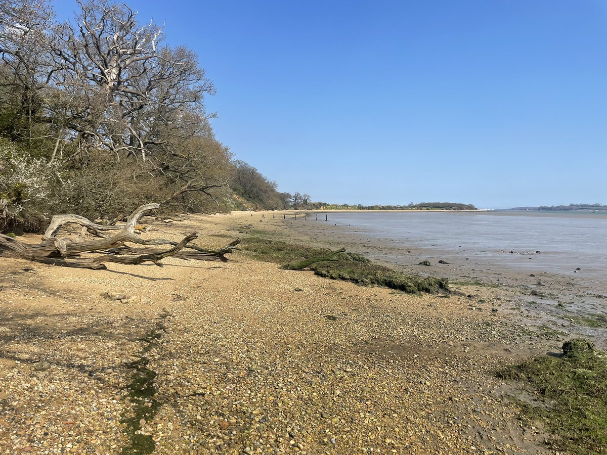 TimGardiner3's tweet photo. I love hills but this is paradise, saw virtually no one all afternoon, a deserted Stutton Ness #Suffolk on Stour Estuary - my backyard #luckygit https://t.co/izZ7gBecjO