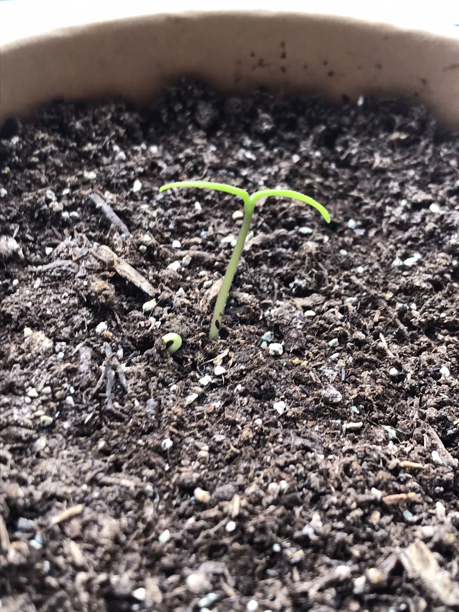 guys look at my little habanero plant