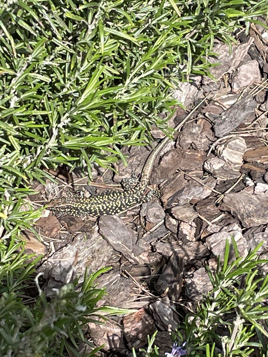 European Wall Lizards enjoying the Spring sunshine in Venice..