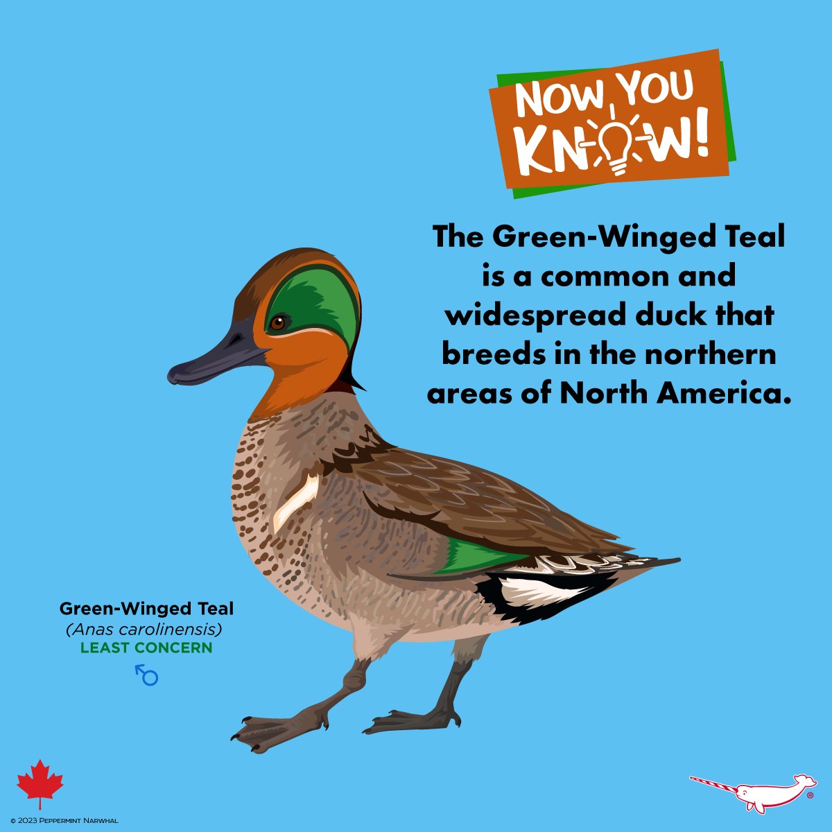 PepomintNarwhal's tweet photo. #NowYouKnow #GreenWingedTeal
#CanadianWeek
Today is the last day to save 20% on everything in the #PeppermintNarwhal Store: Shop Now: https://t.co/gqm4S4eKqn
#Narwhal Day (Week) sale ends today, April 15, 2023. https://t.co/IkbuxelZhi
