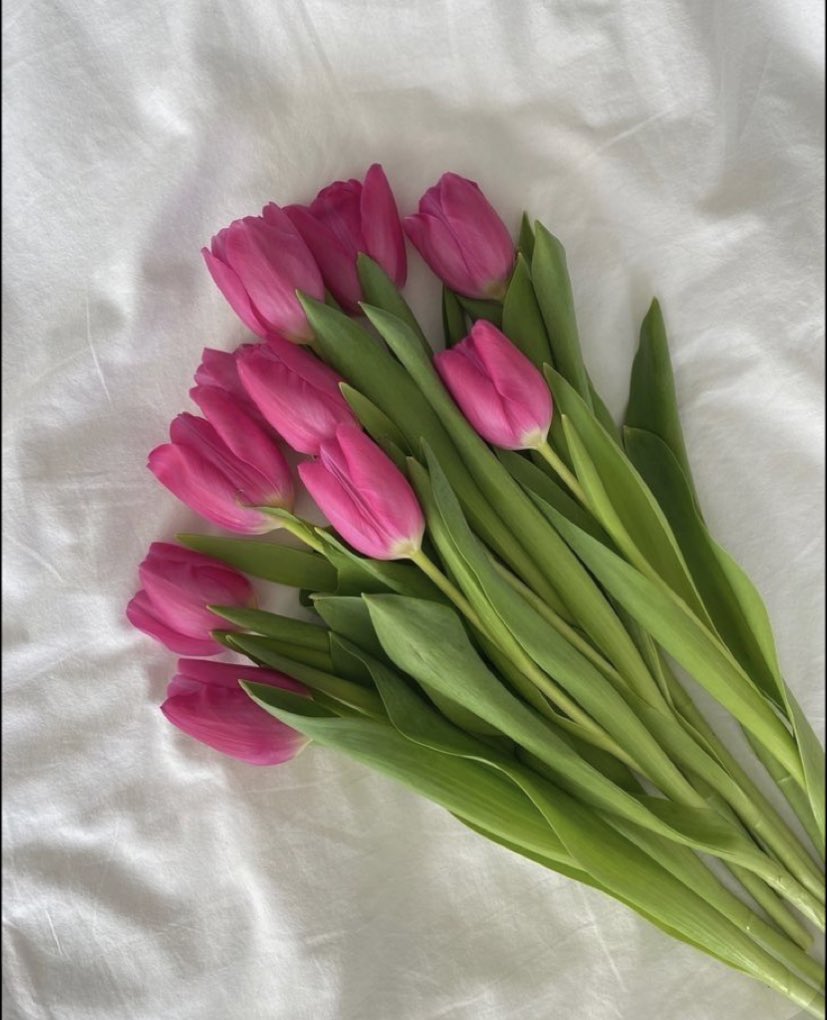 tulipanes 🌷