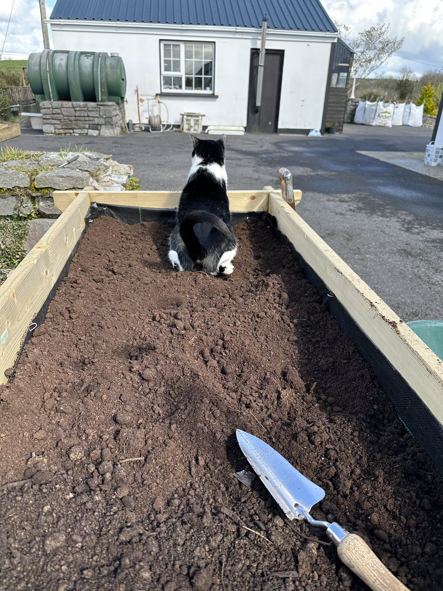 If you see this tweet, quote tweet w/ most recent photo of your pets. No cheating.