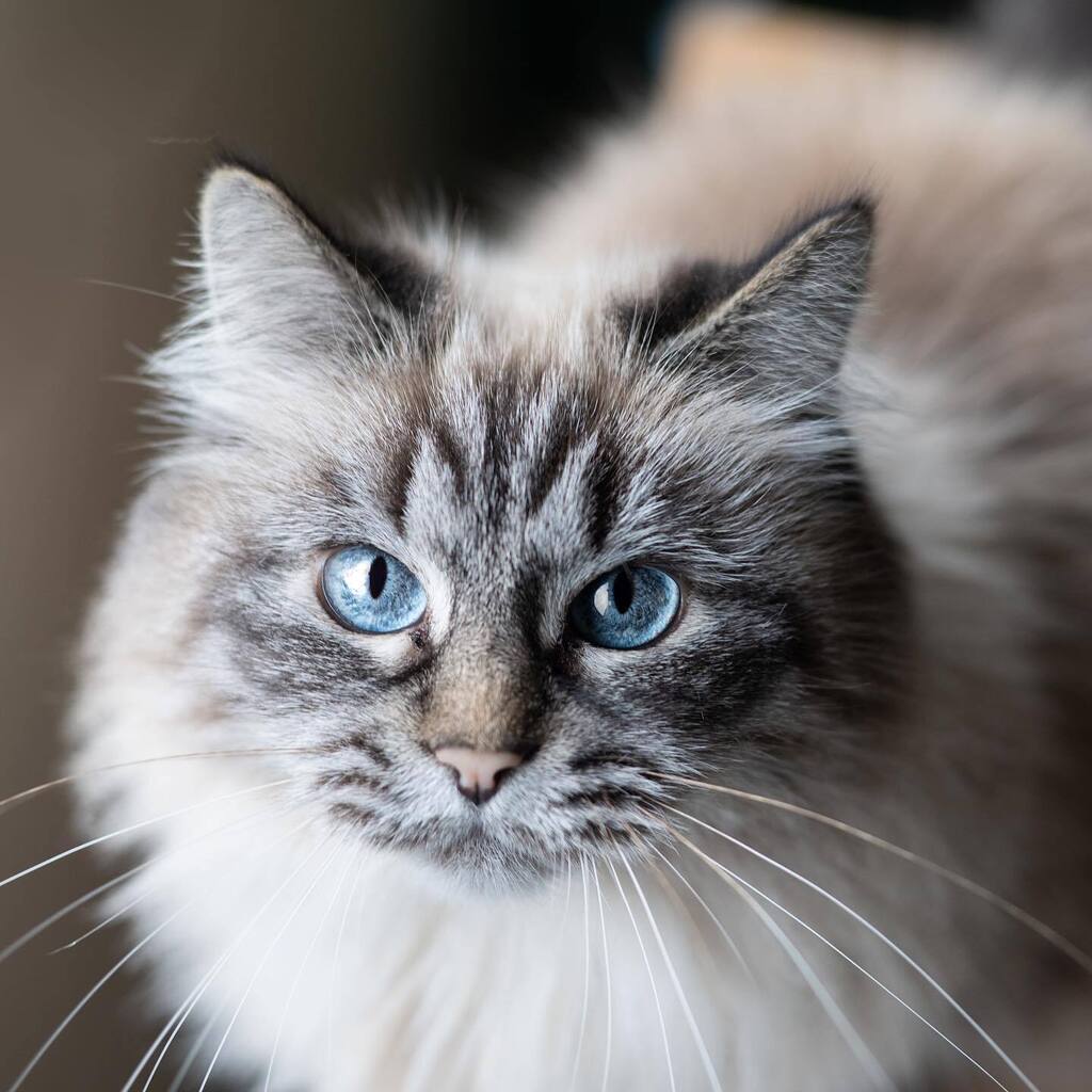 Junethekitty's tweet photo. Yes, these eyes get me everything I want 😌

https://t.co/D3dXihdPjF

#cat #cats #kat #katten #catsofholland #catsofinstagram #weeklyfluff #junethekitty https://t.co/8p7OI1Uf7w