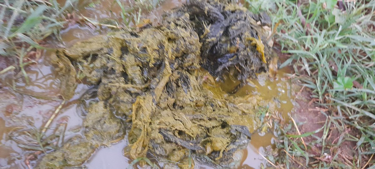 ASondessa's tweet photo. ... Seriously  plastic waste needs more attention in Ethiopia  the consequences of this plastic waste on livestock is very dangerous ...the concerned body must make Scientific research on the issues and  give solution regarding this plastic waste will be our advise ... https://t.co/TWHuBzwD5T