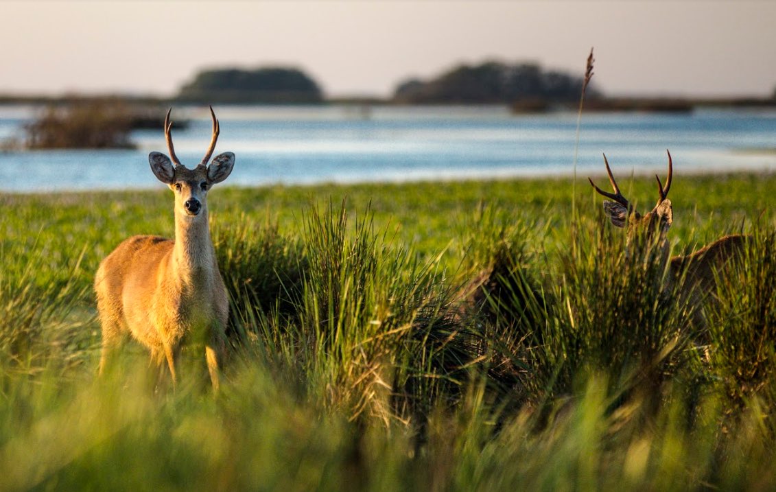 gustavovaldesok's tweet photo. A 40 años de creación de la Reserva Provincial Iberá, que abarca 550 mil hectáreas y se consolidó como destino de ecoturismo de relevancia mundial por su biodiversidad, ¡gracias a quienes la conservan, haciéndola una de las áreas más lindas para visitar en #Argentina! https://t.co/K1CzVfNWkK