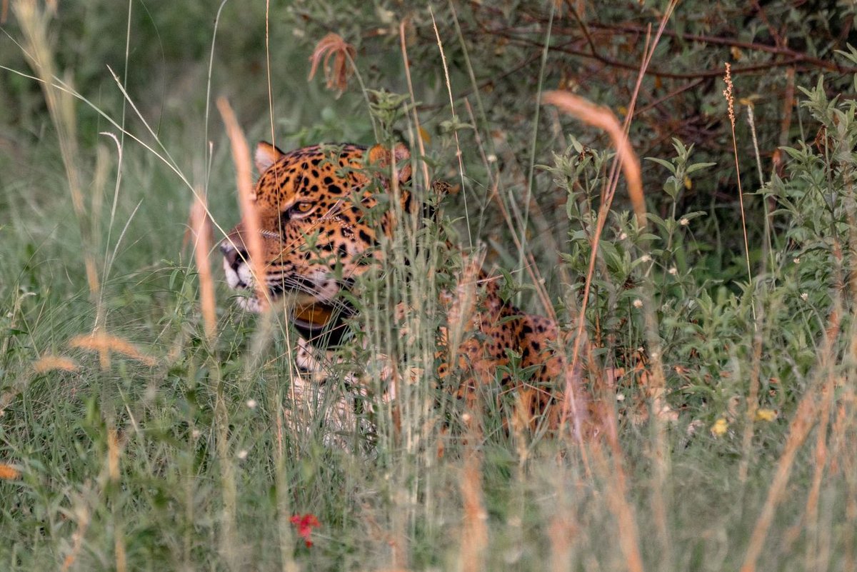 gustavovaldesok's tweet photo. A 40 años de creación de la Reserva Provincial Iberá, que abarca 550 mil hectáreas y se consolidó como destino de ecoturismo de relevancia mundial por su biodiversidad, ¡gracias a quienes la conservan, haciéndola una de las áreas más lindas para visitar en #Argentina! https://t.co/K1CzVfNWkK