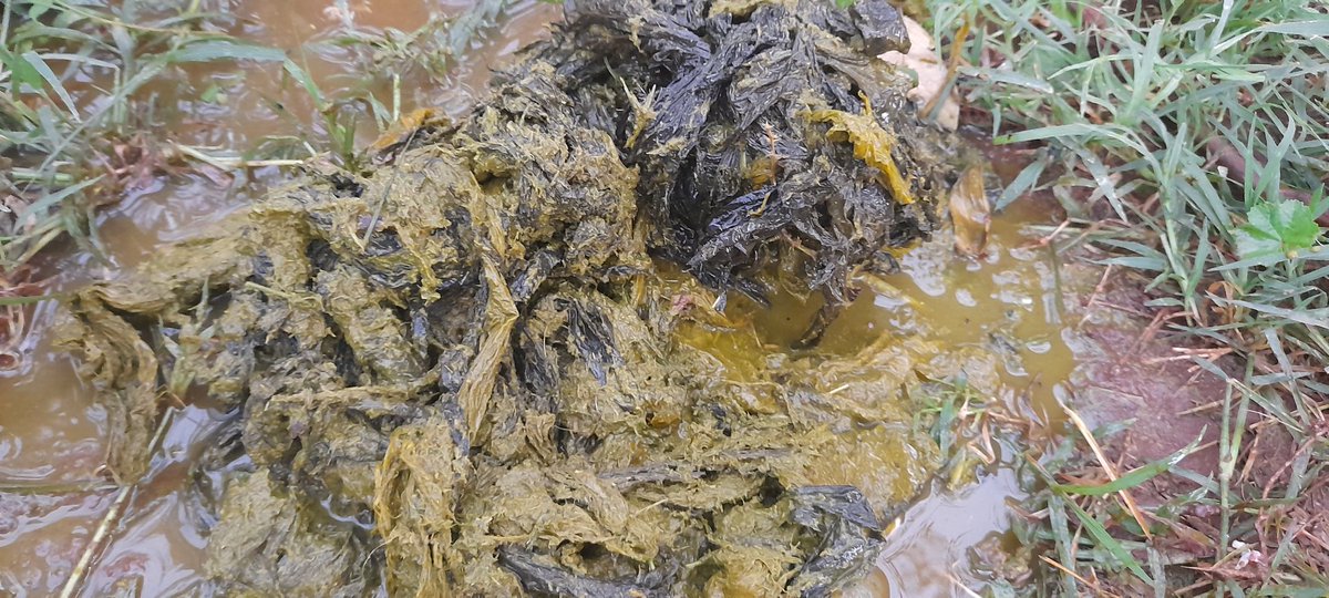 ASondessa's tweet photo. ... Seriously  plastic waste needs more attention in Ethiopia  the consequences of this plastic waste on livestock is very dangerous ...the concerned body must make Scientific research on the issues and  give solution regarding this plastic waste will be our advise ... https://t.co/TWHuBzwD5T