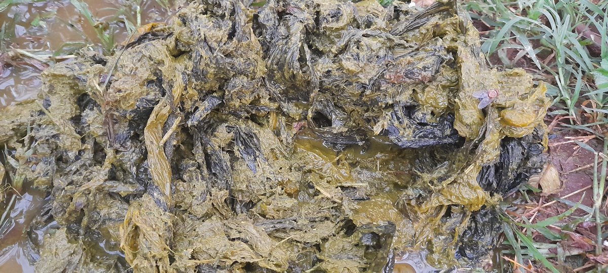 ASondessa's tweet photo. ... Seriously  plastic waste needs more attention in Ethiopia  the consequences of this plastic waste on livestock is very dangerous ...the concerned body must make Scientific research on the issues and  give solution regarding this plastic waste will be our advise ... https://t.co/TWHuBzwD5T