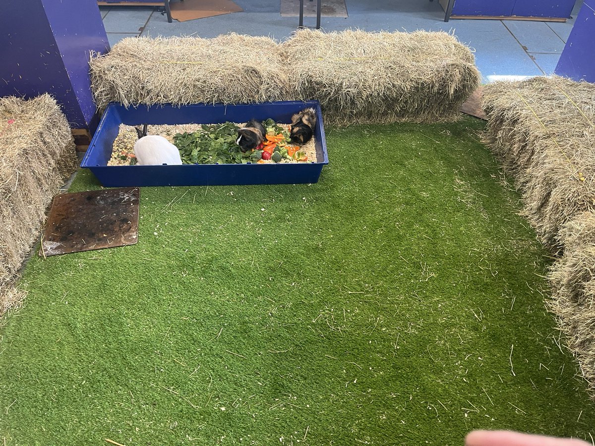 CHEPawPatrol's tweet photo. Big clean, bleach and feed today ready for our summer term. Big plans for this term indoor lagoon and finish the walls. https://t.co/IhODeavdpN