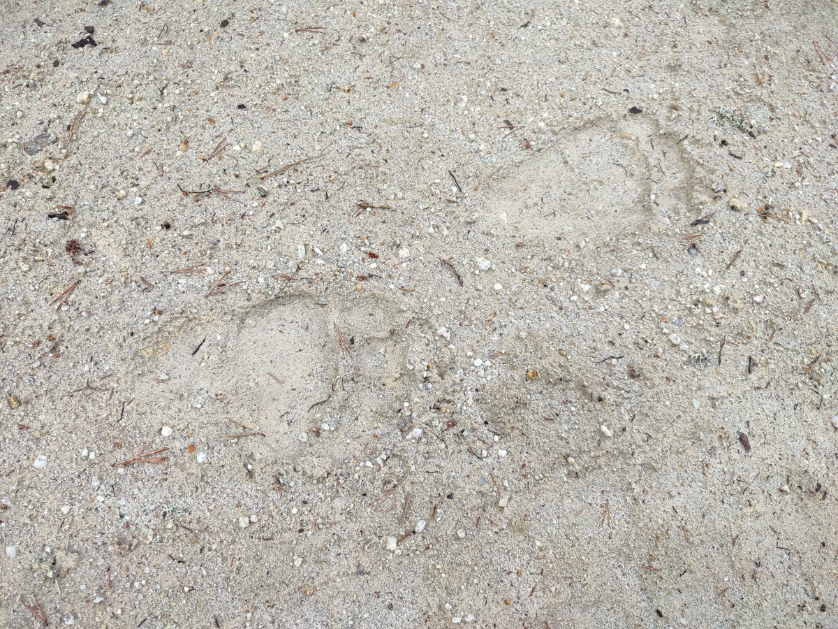 StefaniyaK2's tweet photo. Bear tracks (twice), a lot of biodiversity &amp; 20-km hike in the Rhodopes wilderness. Great start for the #BioDATAGBIF course in Bulgaria 🐻 https://t.co/XQoZdt1ZIp
