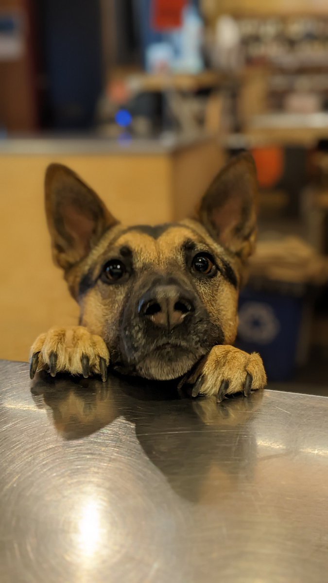 southlyndale's tweet photo. Koda knows just how to wait for a treat (or two, because look at that face!) 🐾 🐶 

#dogsofSLL #southlyndaleliquors #southmpls #southminneapolis #tangletown #edinamn #lindenhills #bloomingtonmn #minnehahacreek #dogsofinstagram #dogstagram #dogslife #beggingfortreats https://t.co/8nZNLelt7x