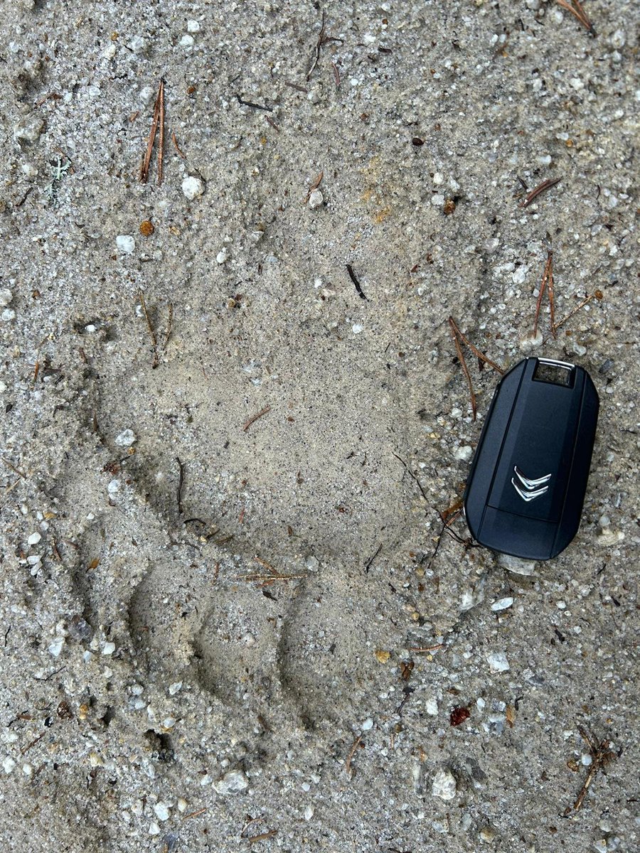StefaniyaK2's tweet photo. Bear tracks (twice), a lot of biodiversity &amp; 20-km hike in the Rhodopes wilderness. Great start for the #BioDATAGBIF course in Bulgaria 🐻 https://t.co/XQoZdt1ZIp