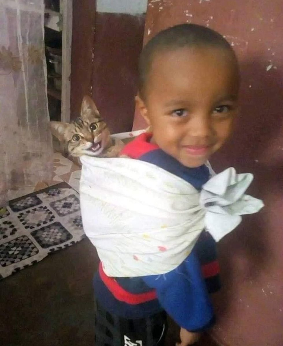 yo rescatando un gato porque de ese color no tengo