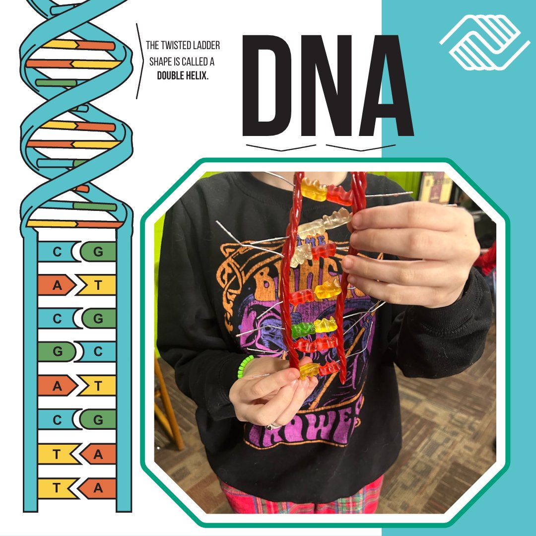 bgcmuncie's tweet image. Our middle school students got some hands-on experience building DNA models. This philosophy provides students with engaging hands-on experiences to further develop the learning process. #greatfuturesstarthere #INkids