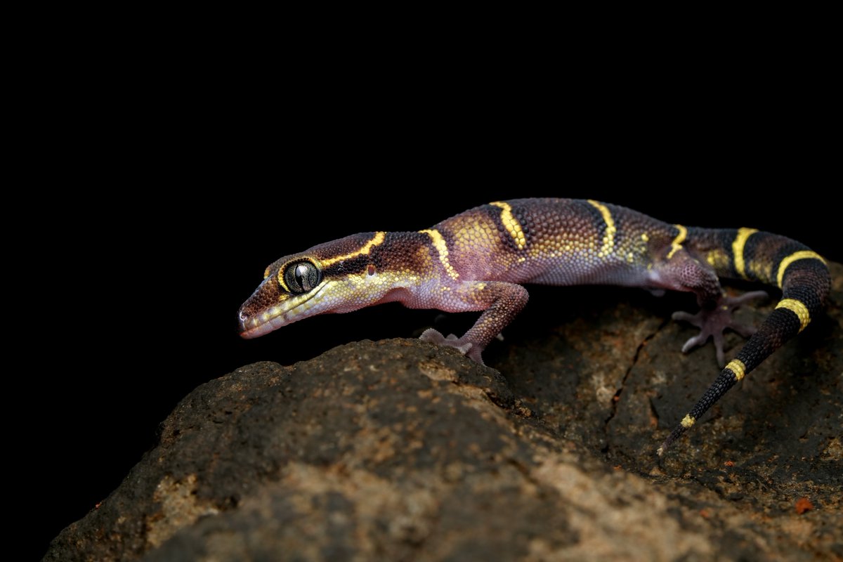 inaturalist's tweet photo. Our Observation of the Day is this Deccan Ground #Gecko (Cyrtodactylus deccanensis), seen in #India by amangujar!

More details at: https://t.co/sWB2tcpX6i #lizards #reptiles #nature #biodiversity #herpetology https://t.co/kqWM9FOpu8