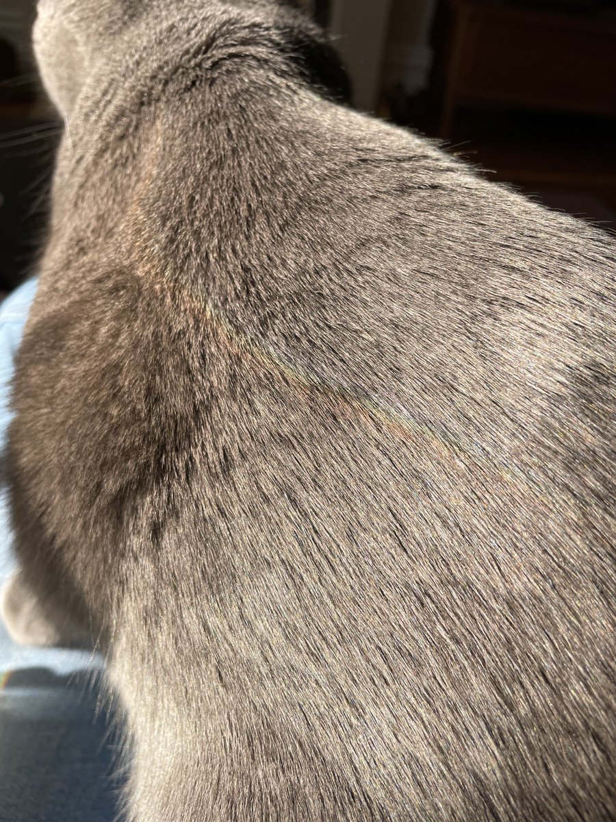 miconm's tweet photo. Nancy loves lying in the sunny beams 😎 & today she got herself a rainbow 🌈
#greycat #nancycat https://t.co/DgHnkpv7qk