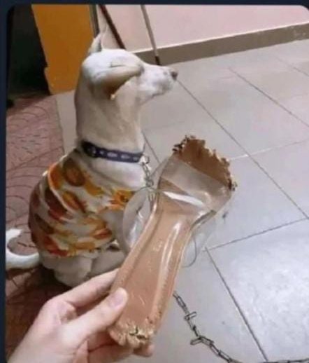 " I will not say anything until my lawyer arrives"😐😂💔