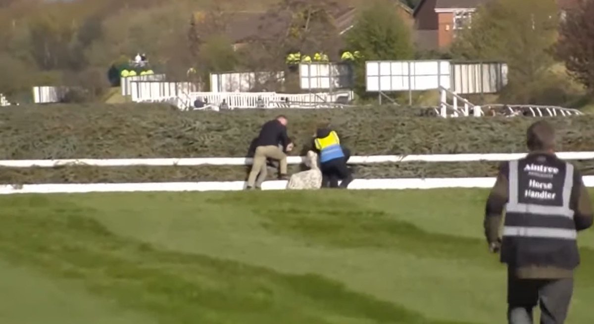 Animal Rising tweet media