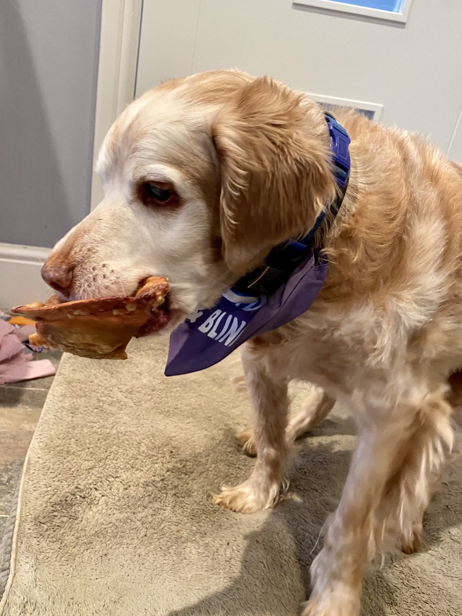 SpanielsSuper's tweet photo. @madcap_max Ooooh Iris that looks delicious ….. mum is going to get me some to try….
Have you tried roasted pigs ears? They’re delicious 😋 
#RonnieLovesIris #BeautifulBretons #DeliciousTreats https://t.co/e8RdAbFXWf