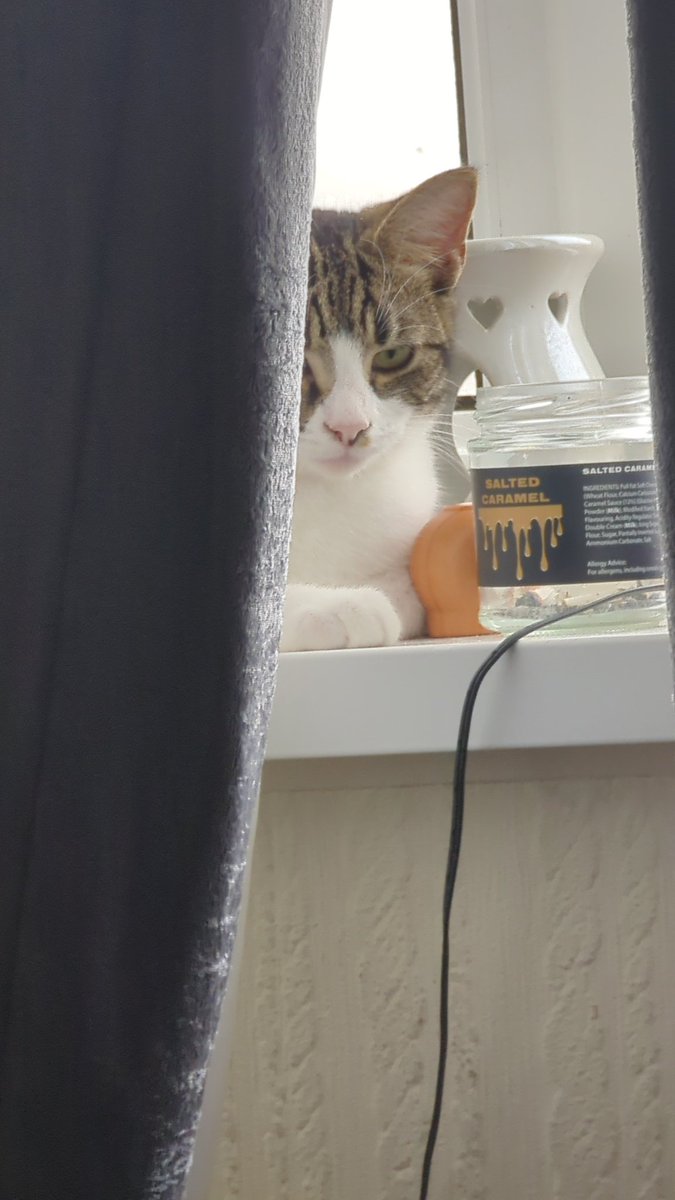 If you see this tweet, quote tweet it with the most recent photo you took of your pet. No cheating.