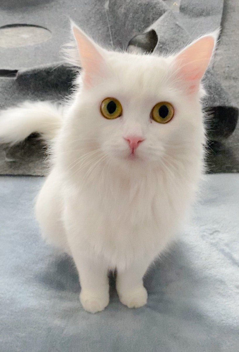 If you see this tweet, quote tweet it with the most recent photo you took of your pet. no cheating.