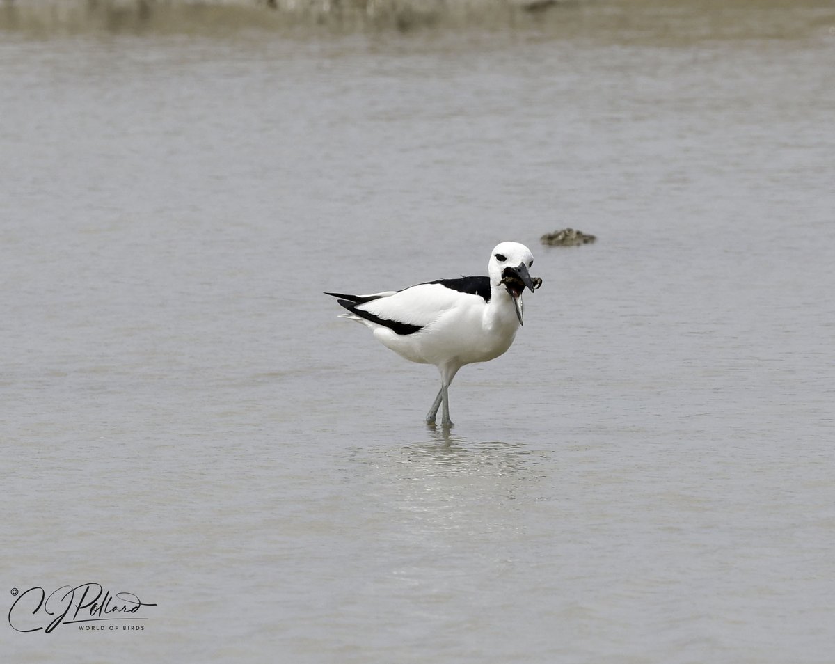 #saudibirding #chrispollardworldofbirds #ThePhotoHour #canonbirdphotography #BBCWildlifePOTD #crabplover