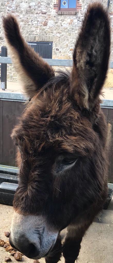 Patients from Beech had a fab time at <a href="/DonkeySanctuary/">The Donkey Sanctuary</a> near Sidmouth today! <a href="/DPT_NHS/">Devon Partnership NHS Trust</a> <a href="/MyNameIsPadraig/">Padraig Doherty</a> <a href="/rmn_jayne/">#hellomynameisjayne</a> @maxina_ot <a href="/RESE2905/">Maria Kushnirov</a> 🍦☀️🌳