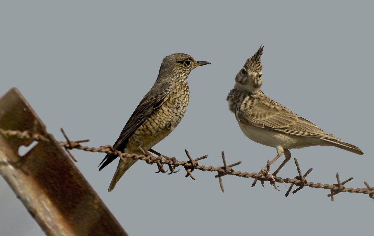 Rufous-tailed Rock-Thrush male and female