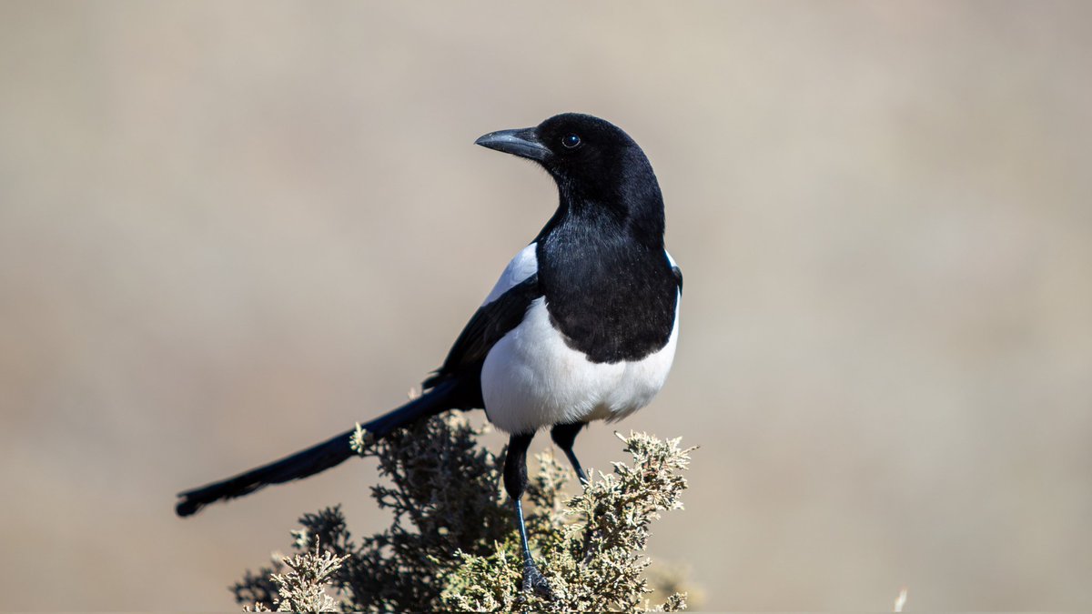 Lynchy_33's tweet photo. Another drone spotted in the wild

#photography #magpie #colorado #nature #birdsaredrones #BirdsOfTwitter https://t.co/awyUswi8Tq